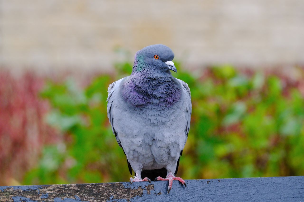 A photo of a pigeon perched on a bench.