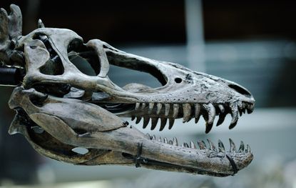 Dinosaur skull.