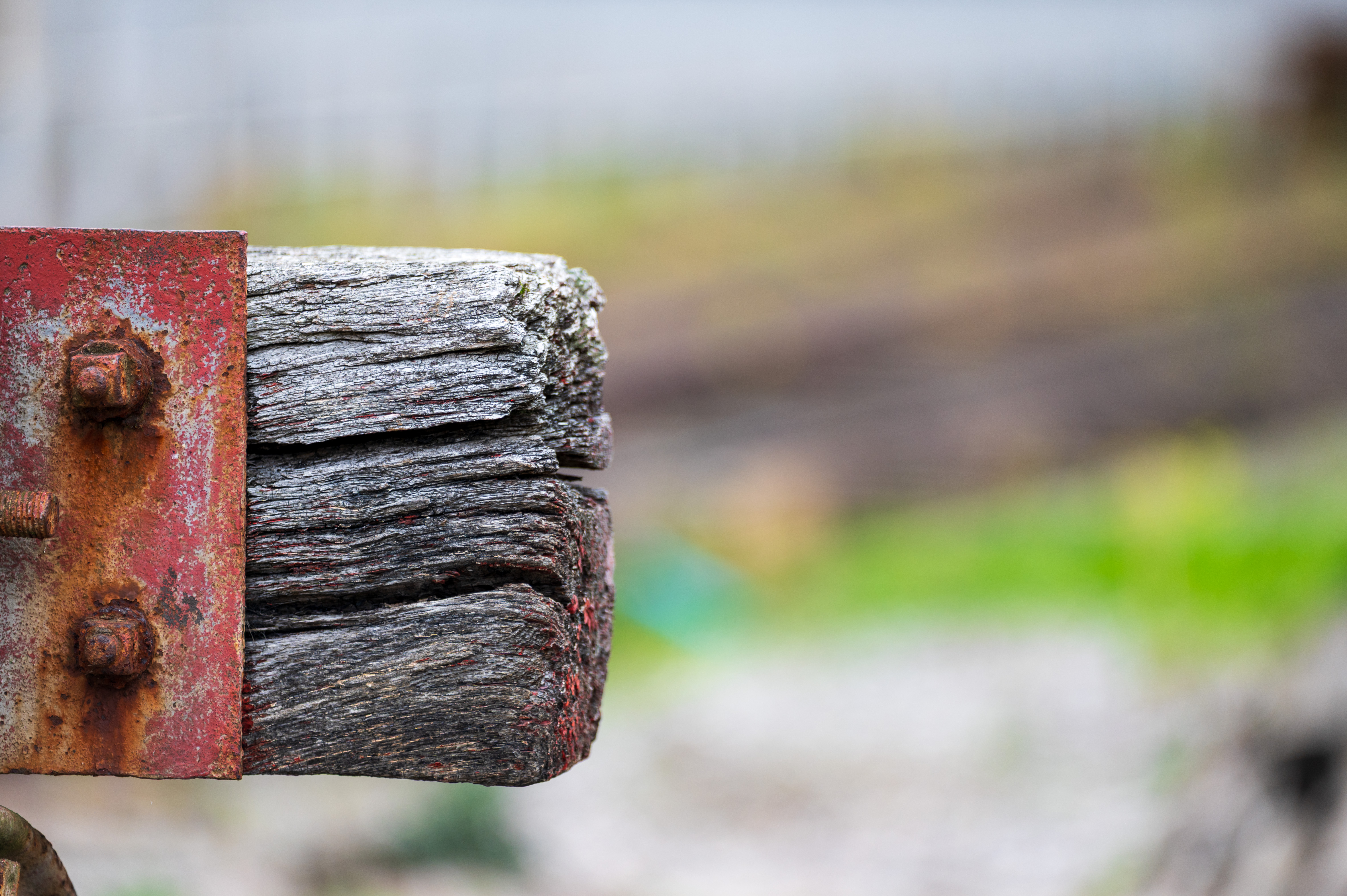 Laowa 200mm f/2 AF FF example shot