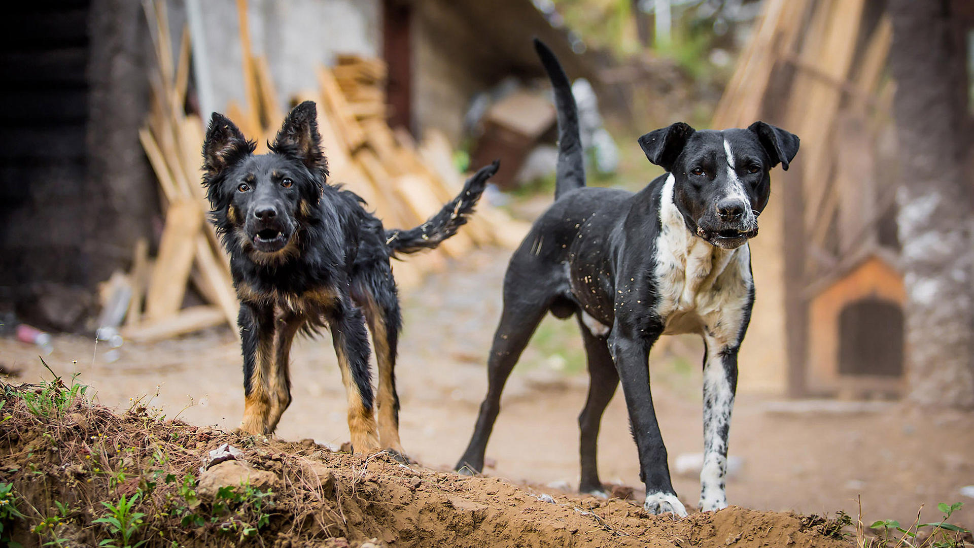 2 guard dogs staring at camera