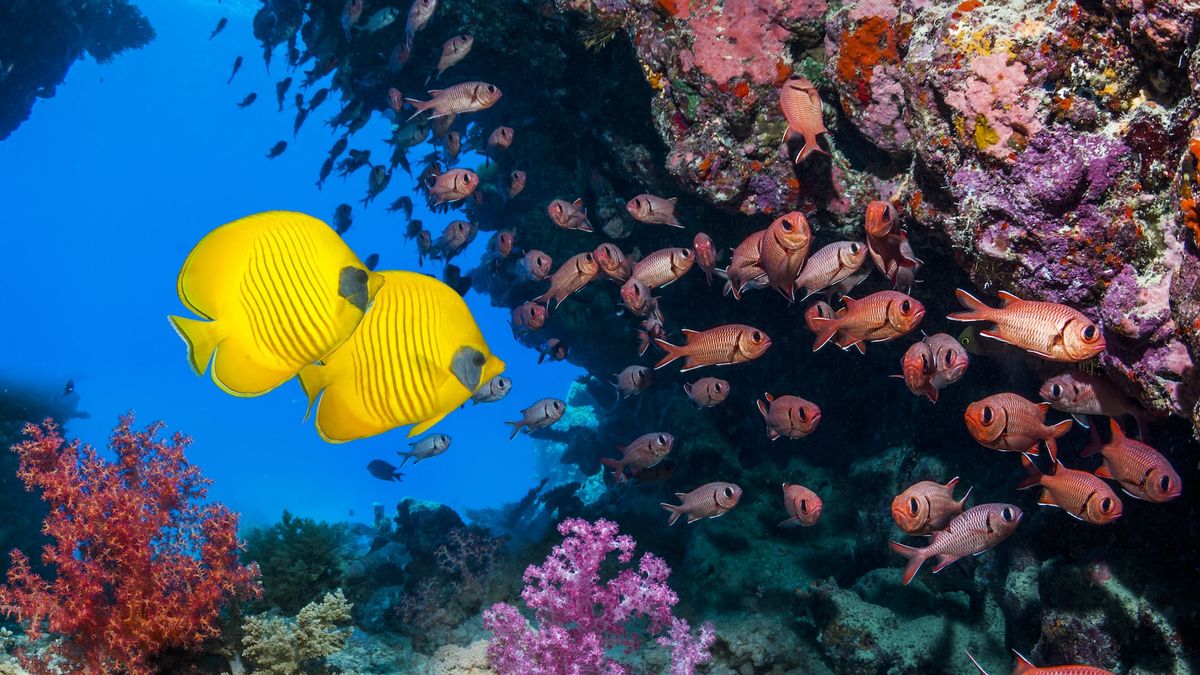 A photo of many fish in a coral reef