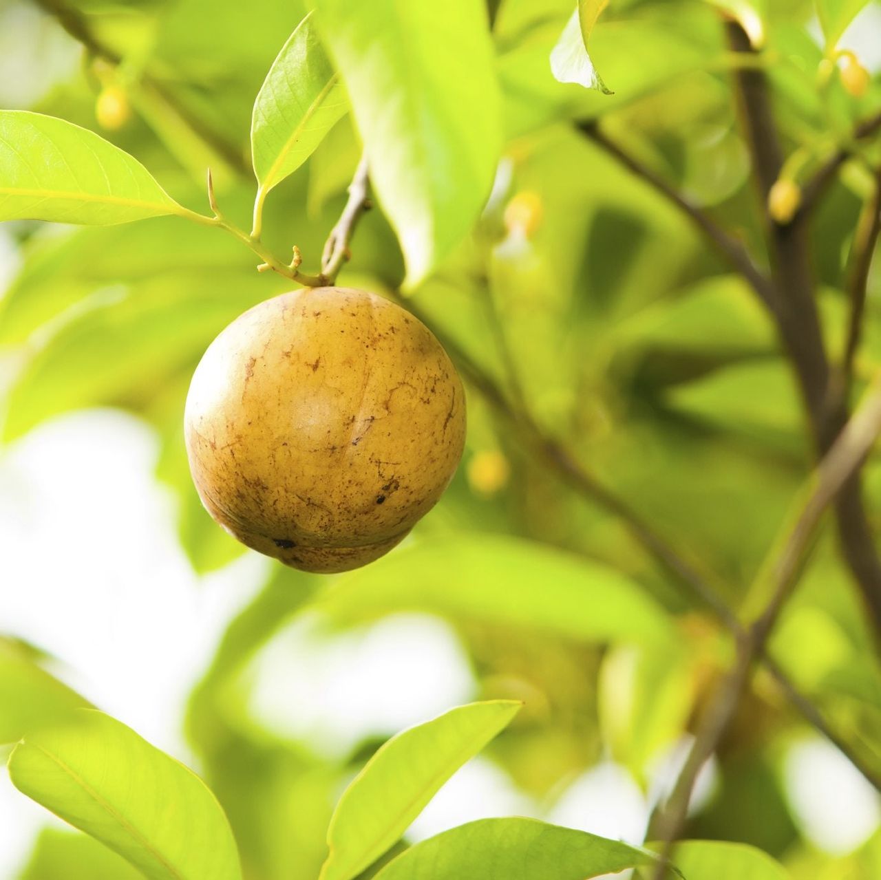 Nutmeg On Tree