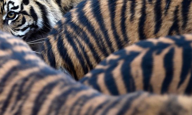 Tigers, London Zoo