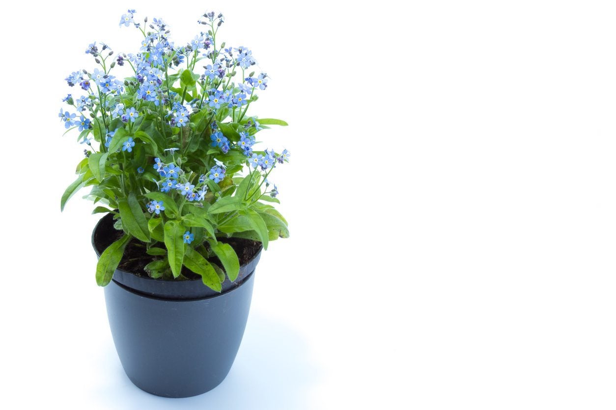 How To Successfully Grow Forget-Me-Nots