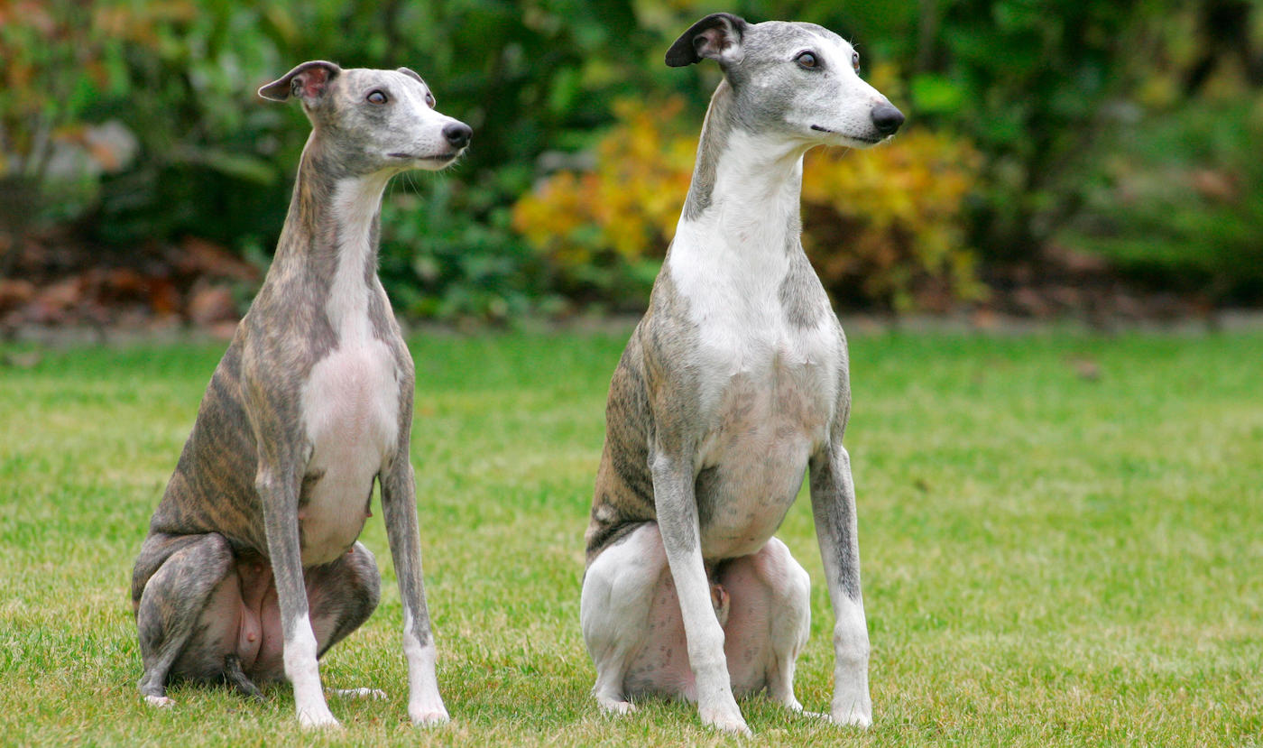 Whippets: British dog breeds