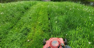 Push mower mowing a n overgrown. lawn to show how to get rid of clover in a lawn
