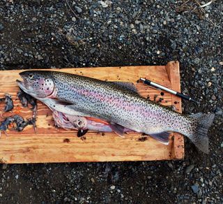 The 19-inch rainbow trout next to a ballpoint pen for a size comparison.