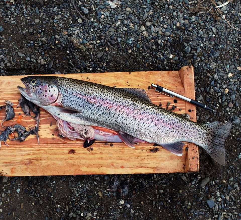 Малек речной форели. Обыкновенная кумжа. Brown trout. Форель кумжа. Кумжа мелкая.