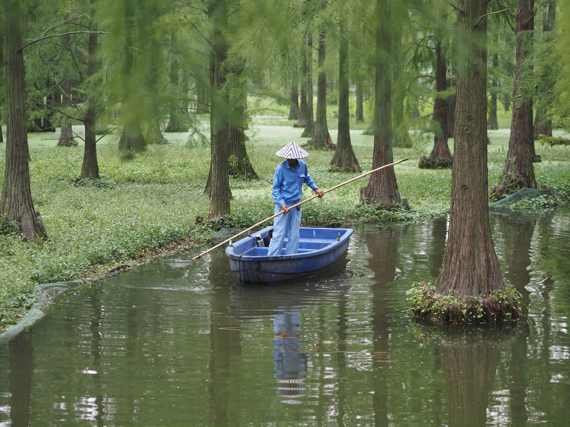  Man in boat cleaning a tree-lined lake in a nature reserve, China