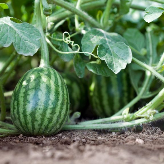 Watermelon Growing Problems: 5 Melon Mistakes Made In The Garden ...