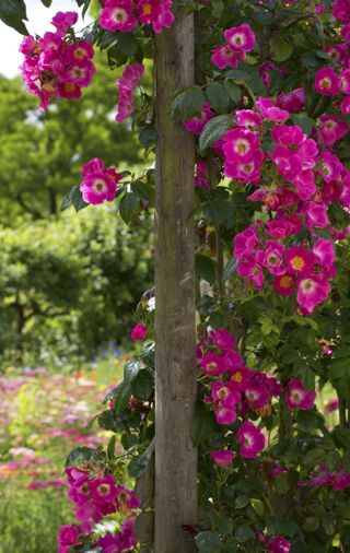 single flowered climbing rose
