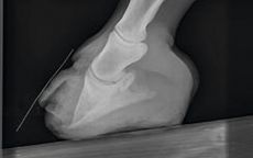 laminitis.jpg