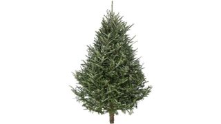 Fraser Fir tree from Christmas Tree Direct