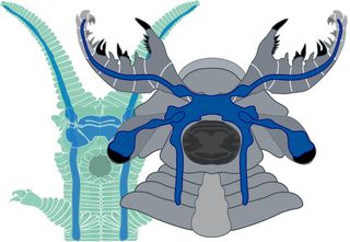 A newly discovered species of Cambrian creature, dubbed Lyrarapax unguispinus (on right), shows some similarities in its nervous system to a modern-day group known as velvet worms (shown on left). In both, nerves from the frontal appendages link to ganglia in front of the optic nerve and connect to the main brain mass in front of the mouth. (Instead of feelers, the ancient creature had grasping claws).