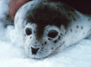 Spotted Seal, Alaska