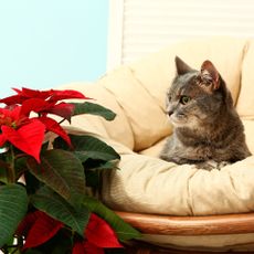 cat sat next to poinsettia plant