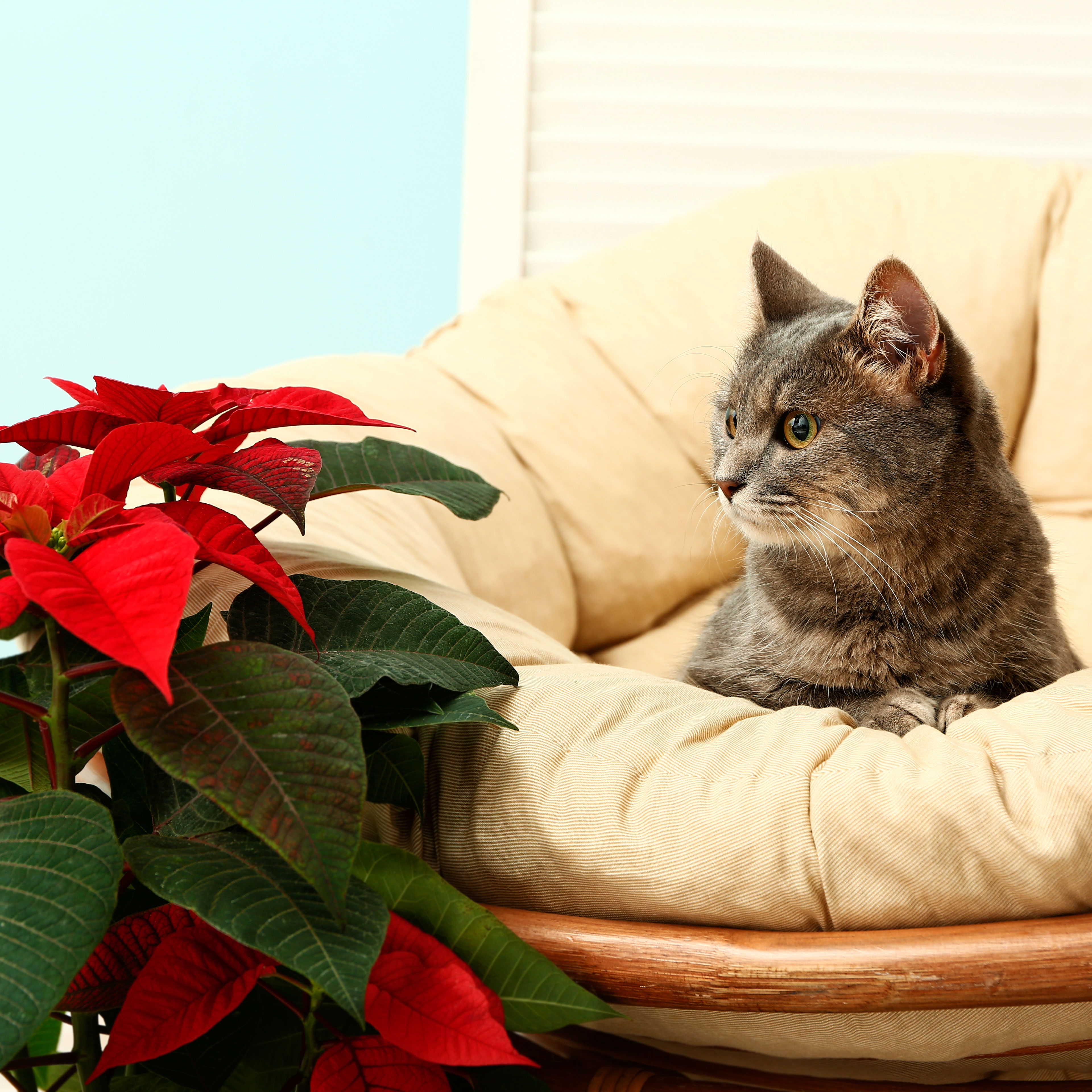 Are Poinsettias Poisonous To Cats? What You Need To Know For Happy, Healthy Felines