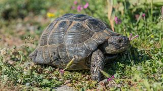 Greek Tortoise