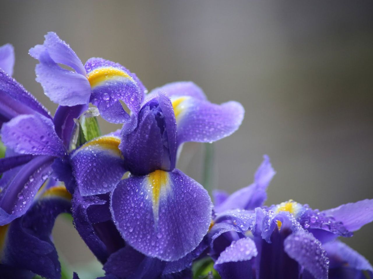 Water Droplets On Purple Flowers