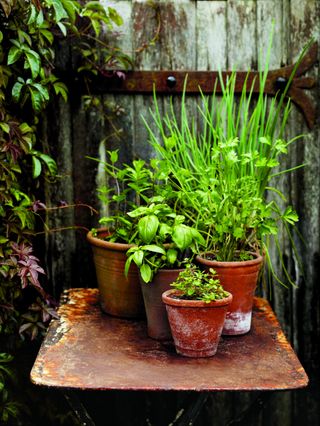 herbs next to an outdoor kitchen