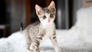 Grey and white kitten standing on a white fluffy blanket