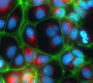 lab-grown liver cells