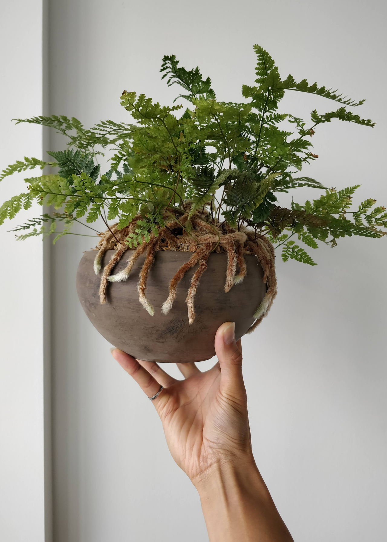 Darry holding a potted plant in a round planter