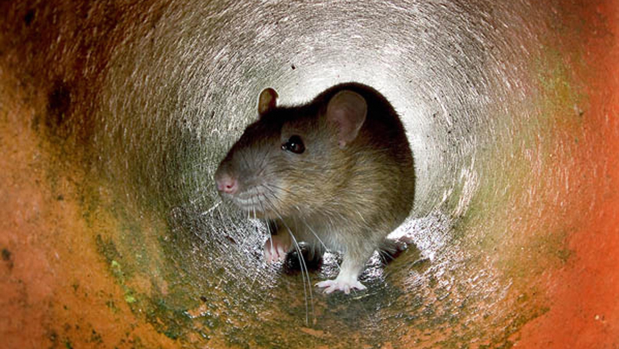 Sewer rat