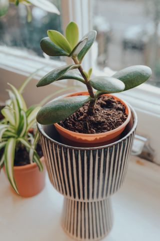 A close-up of a jade plat sapling in a striped ceramic planter