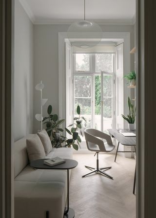 A rubber plant in a minimalist setting