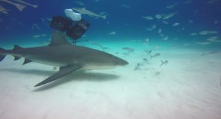 Jeb Corliss and Jim Abernethy dive with sharks in the Bahamas to collect 360-degree video footage for GoPro's virtual reality experience.