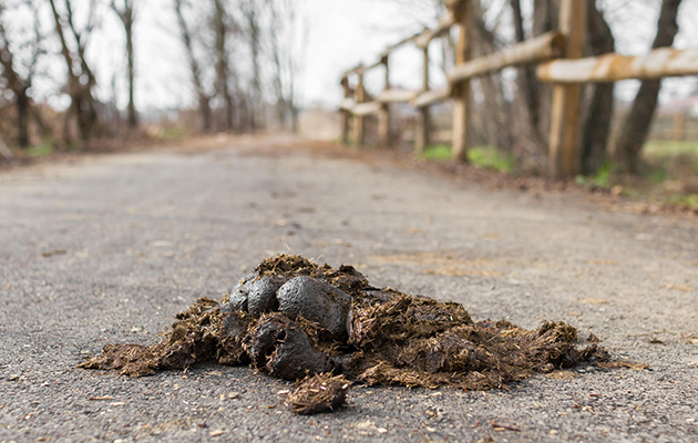 HB3X3E Big horse droppings on an asphalt road. Image shot 03/2016. Exact date unknown.