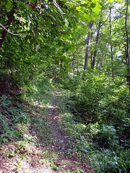 Shaded trails