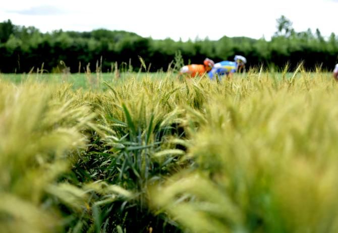 Tour de France 2012: Orchies to Boulogne-sur-Mer. Two cyclists ride past a field of corn in the district of Pas-de-Calais