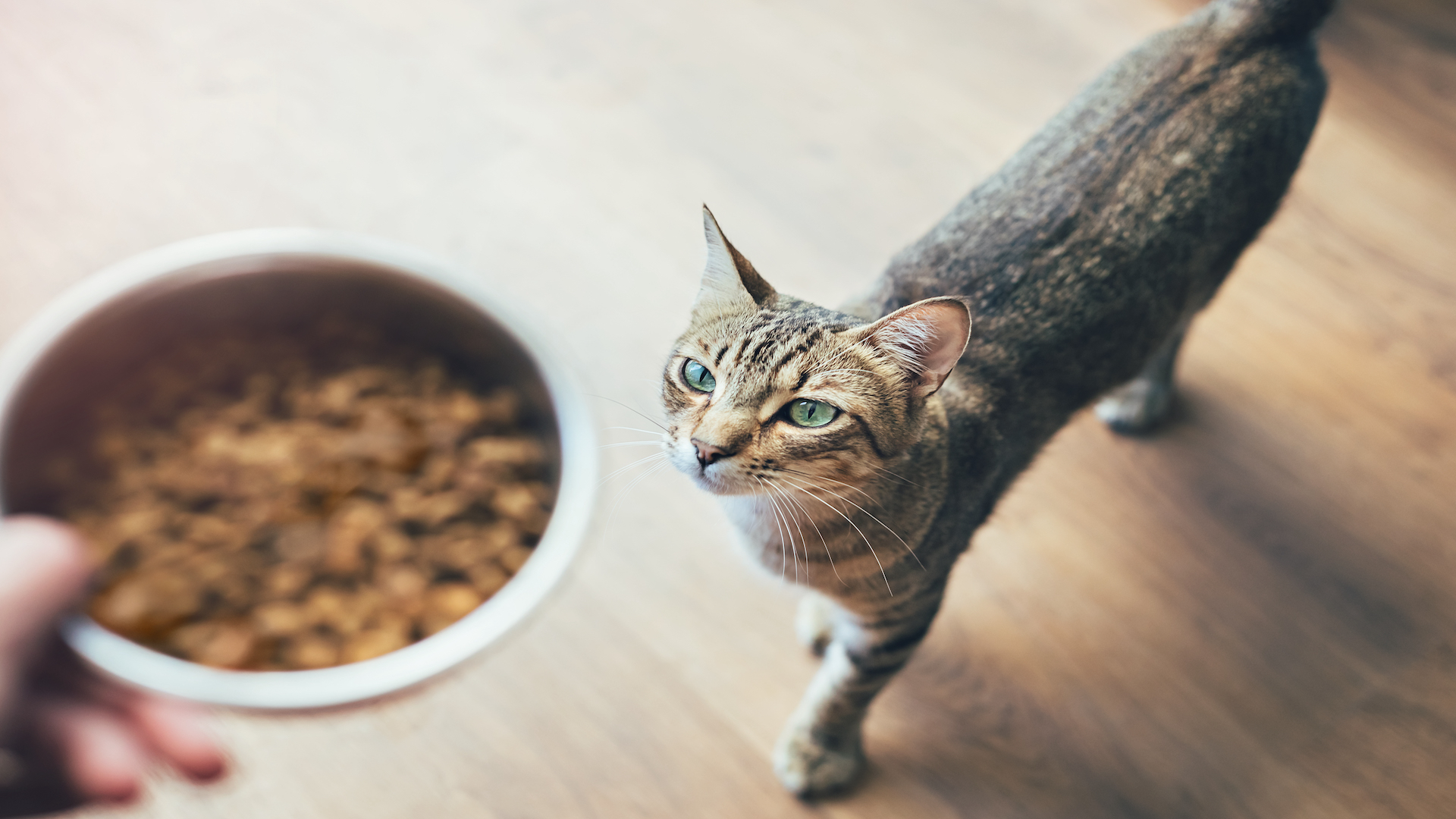 Best dry cat food 2024 for hungry kitties PetsRadar