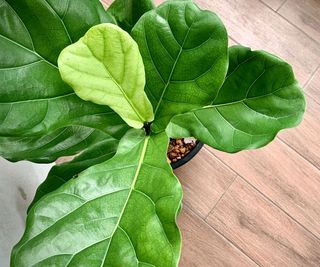 indoor fiddle leaf fig showing new foliage