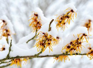Winter garden ideas: witch hazel in snow