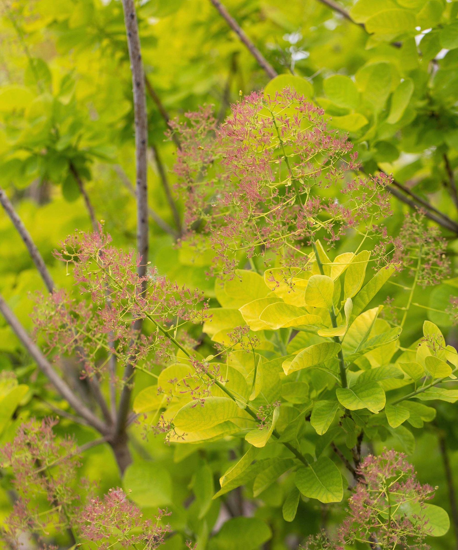 Cotinus 'Golden Spirit'