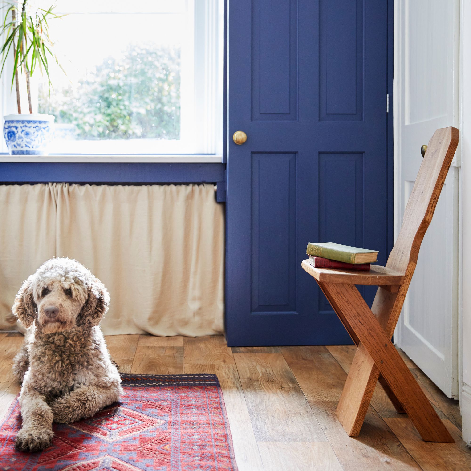 Hallway with blue storage cabinets, wooden floors and a white fluffy dog sitting on a red rug