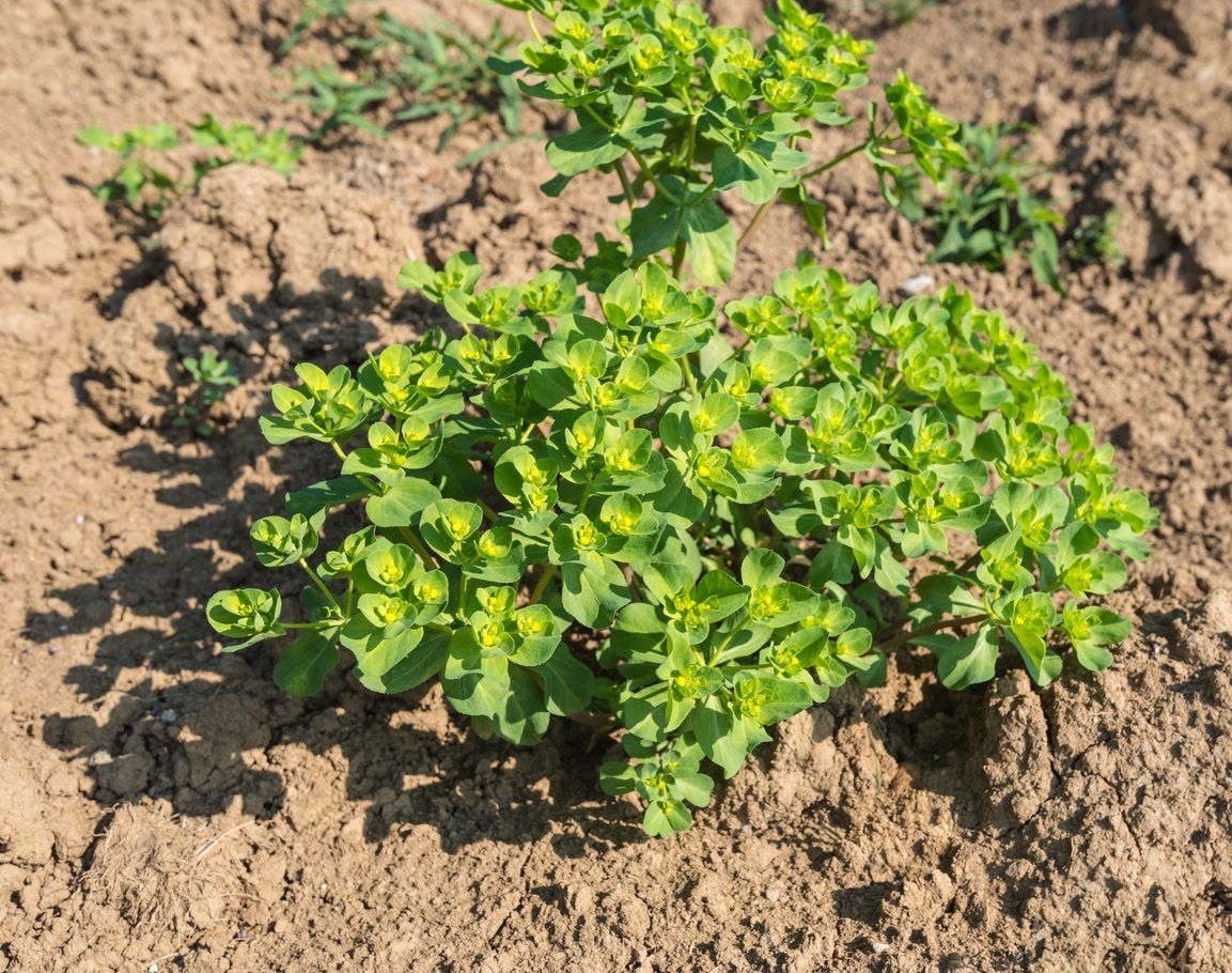 Green Weeds