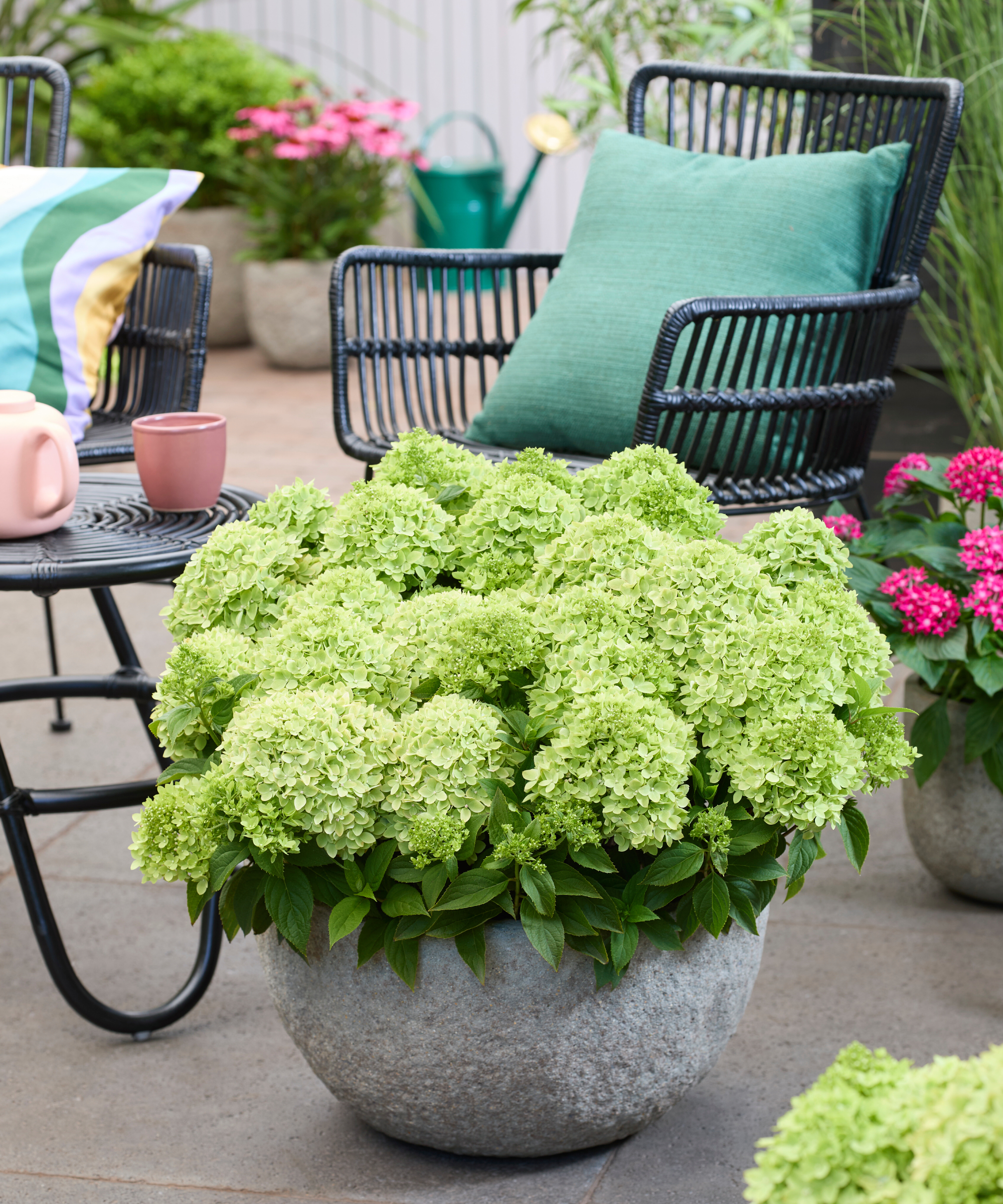 Hydrangea Groundbreaker Greeny