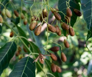 seeds on a neem tree