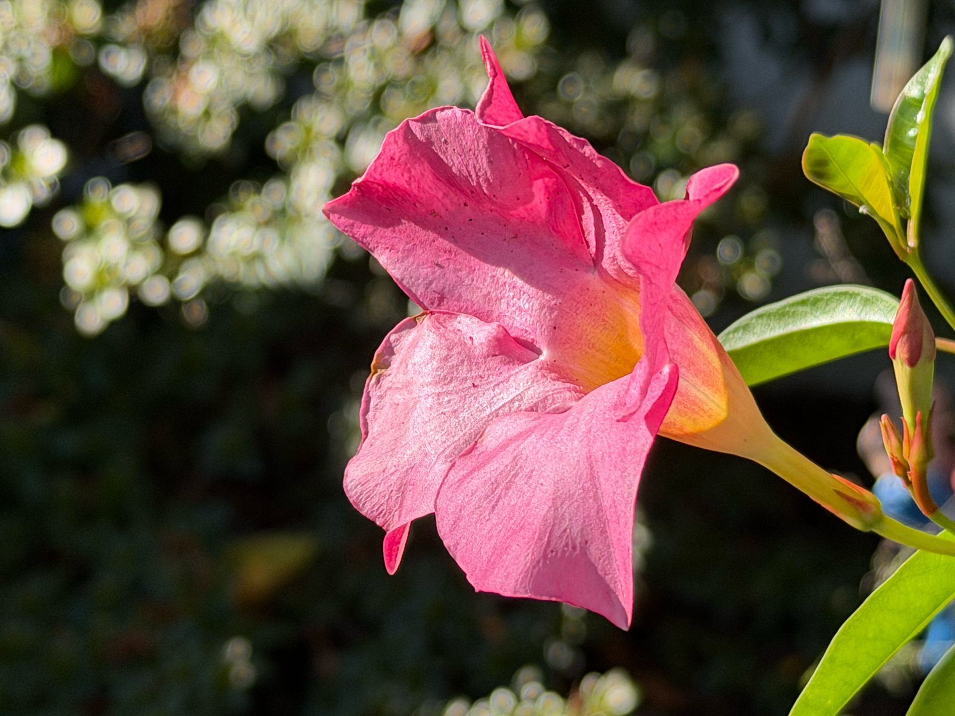 Apple iPhone 17 Pro REVIEW photo samples