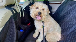 whoodle dog sat in a car