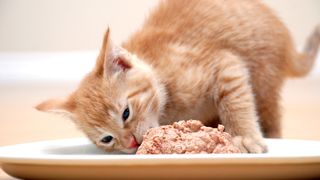 Ginger cat eating cat food