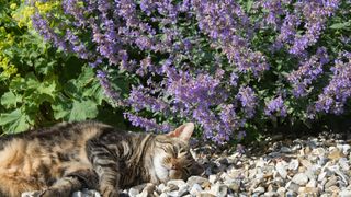 Tabby cat lazying against a cat mint plant