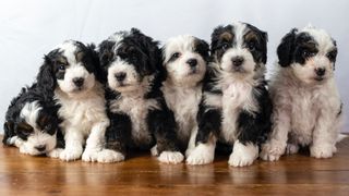 Bernedoodle puppies