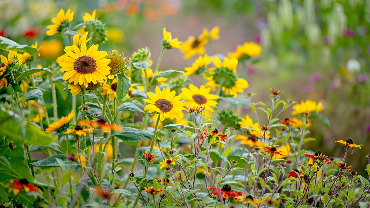 Grown sunflowers in the garden