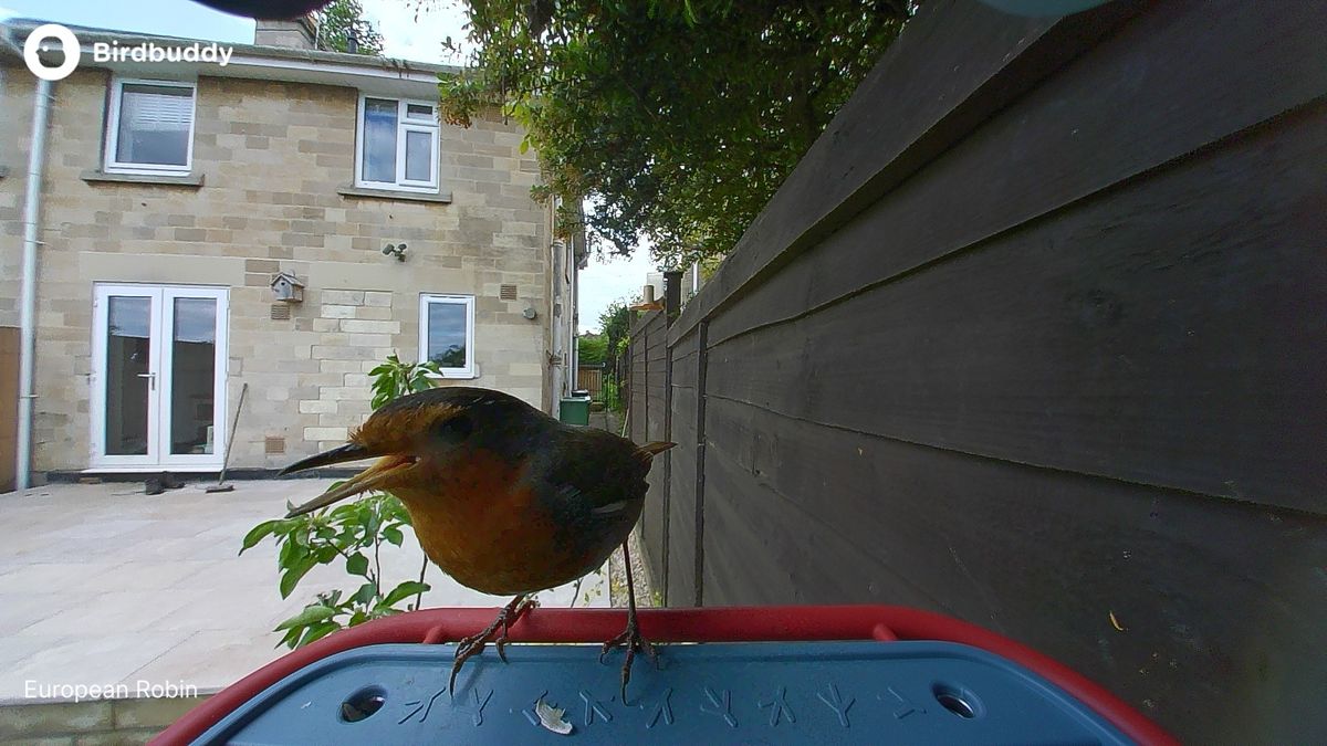 Bird Buddy sample shots