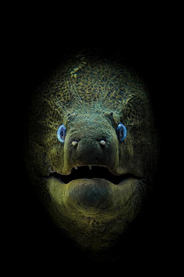 1st Place, Compact Camera: &copy; Jamie Hall / Scuba Diving magazine